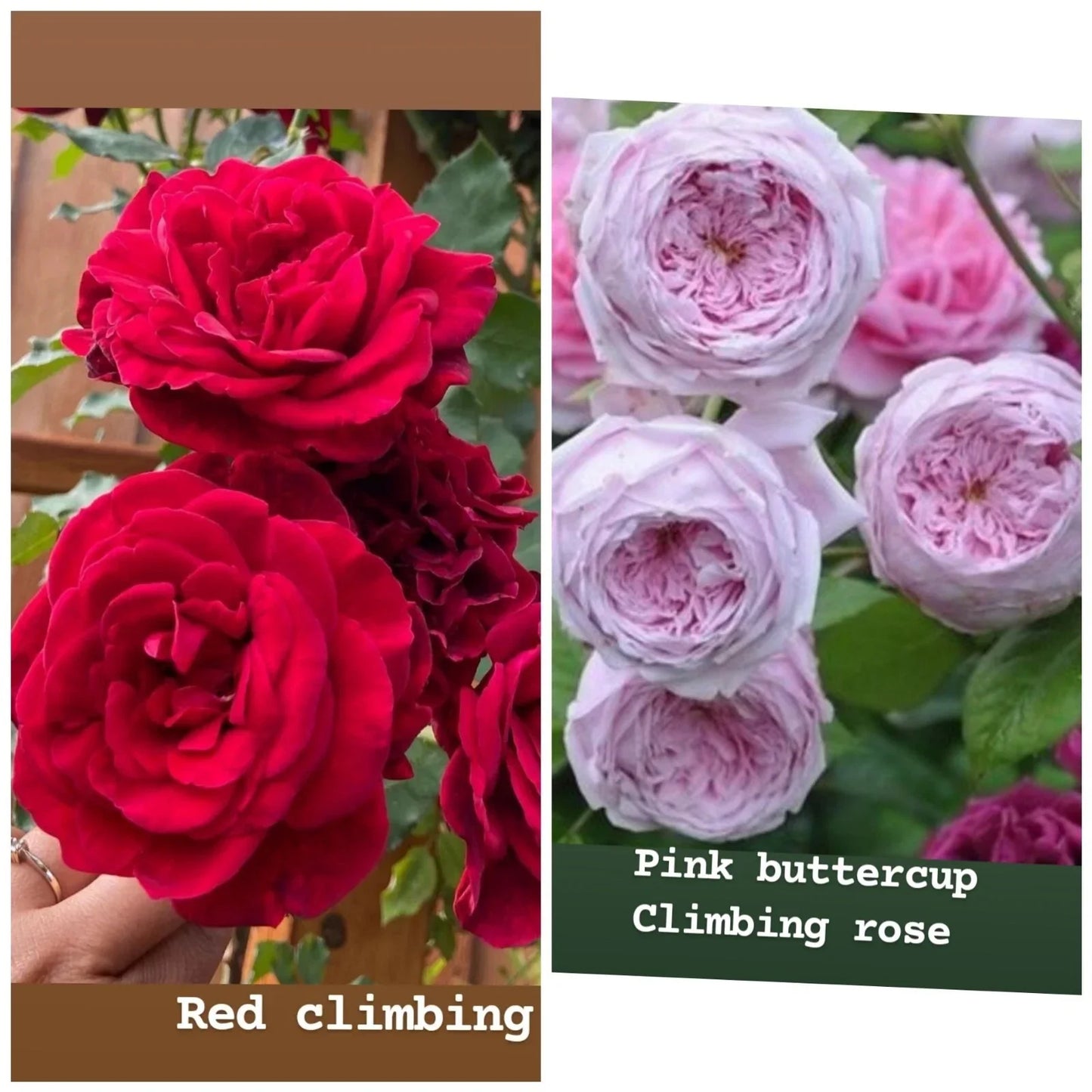 Rose Cuttings Mix - Unrooted Fresh Cuttings 5-8" Long for Propagation (Rosa spp.)