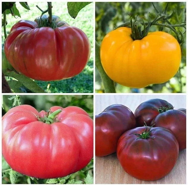 Brandywine Tomato Seeds Mix – Organic, Non-GMO, Heirloom, Solanum lycopersicum, 30+ Seeds, Indeterminate, Heirloom Tomato Seeds