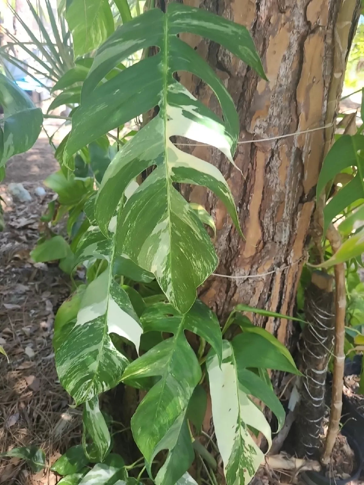 Epipremnum Pinnatum Albo Variegated Cutting - Rare 1 Leaf Node Unrooted Tropical Houseplant