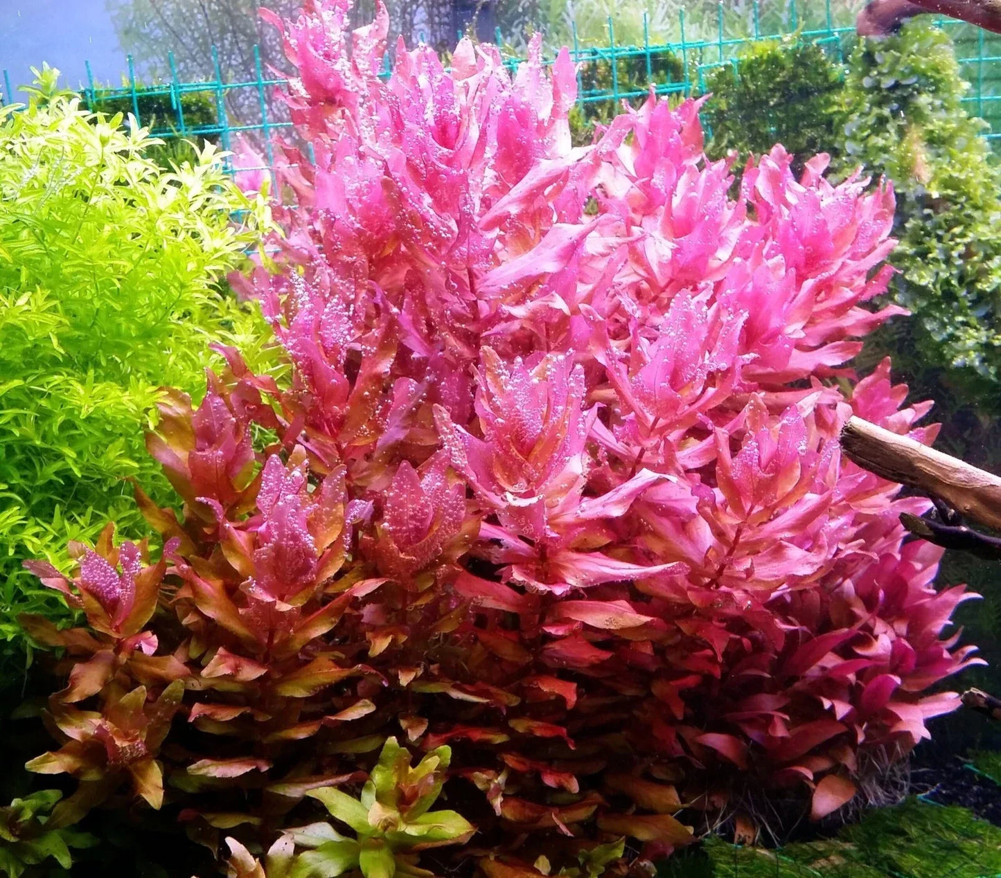 Rotala Macrandra Live Aquarium Plant - Emersed Grown Advanced Aquatic Plant for Freshwater Ponds and Tanks