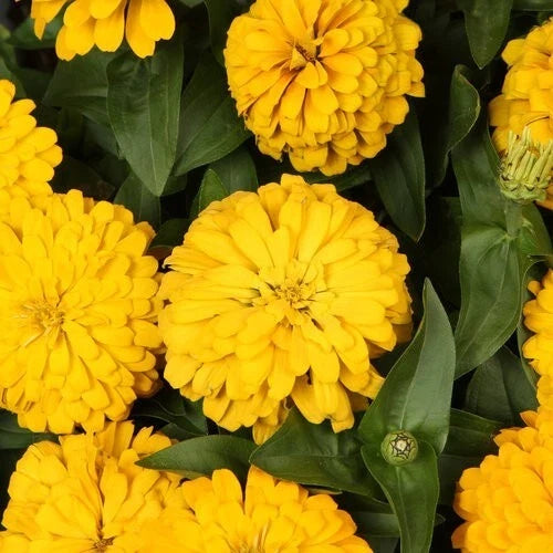 Magellan Yellow Zinnia Seeds - 100+ Pack, Bright Blooms, Zinnia elegans, Annual Garden Planting, USA Sourced