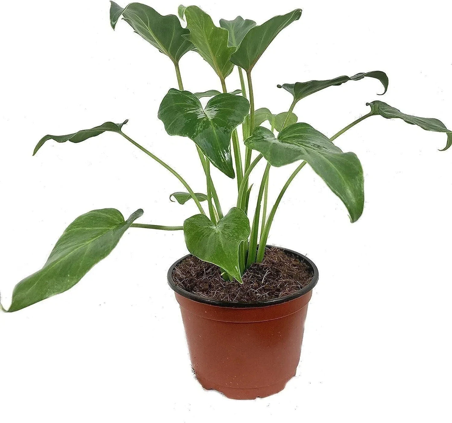 Philodendron Xanadu Live Plant in 6-Inch Pot, Indoor Tropical Foliage, Easy Care, Air-Purifying