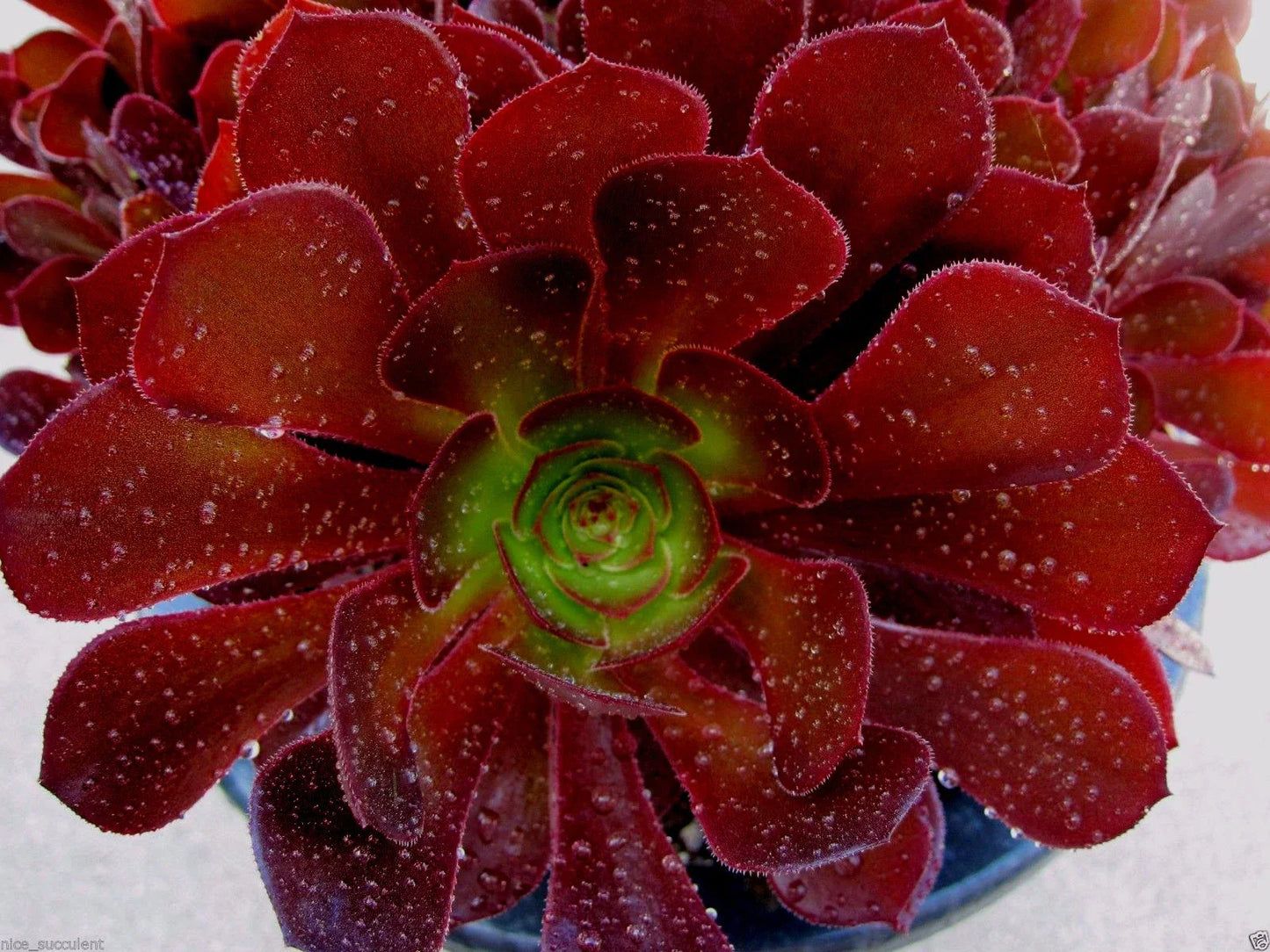 Rare Aeonium Kokino Hybrid Succulent Cuttings – 2 Fresh, Healthy Rosette Plants for Indoor Garden & Collection