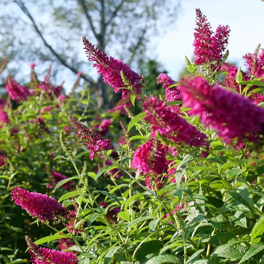 Butterfly Bush Rooted Cuttings 5 Pack Ruby Buddleja davidii Pollinator Magnet for Gardens