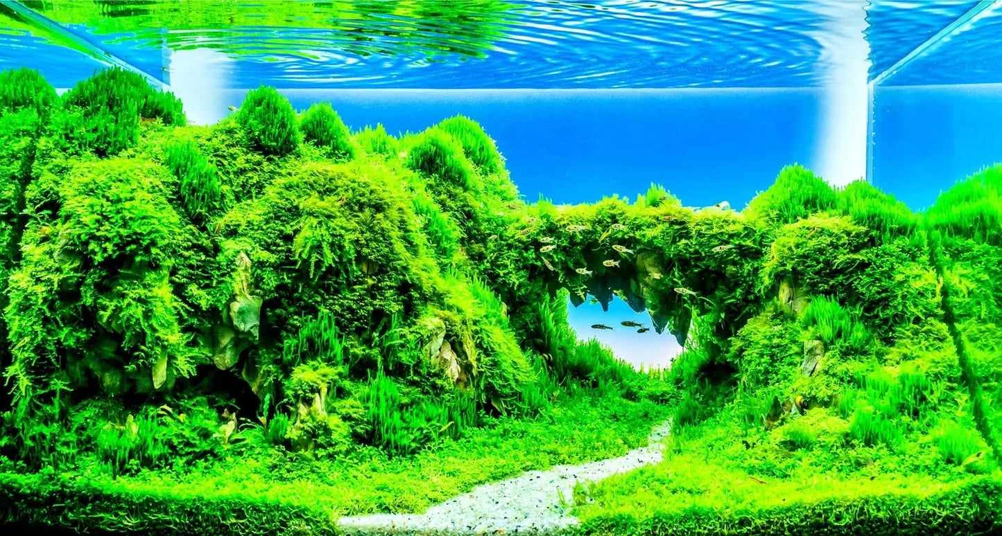 Dwarf Hairgrass Seeds - 50 Pack - Aquarium Carpet Plant Eleocharis parvula for Freshwater Aquariums