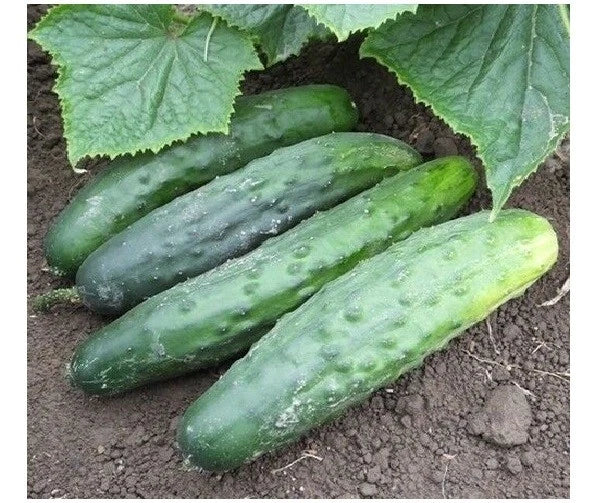 Marketmore 76 Cucumber Seeds – Bush Variety for Slicing, Disease-Resistant Cucumis sativus, 25-200 Seeds