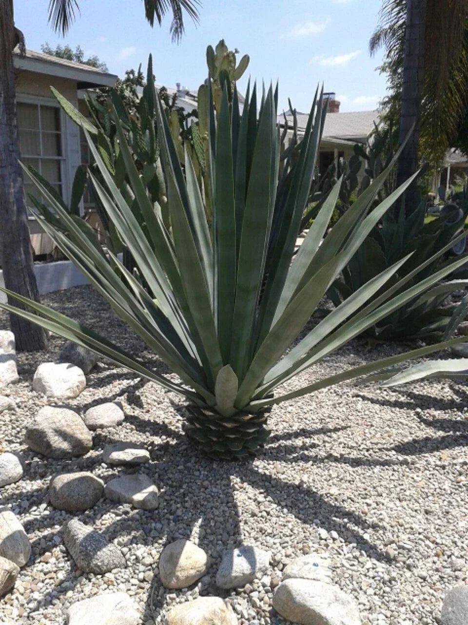 Agave Sisalana Baby Plants - Set of 3 Rooted 4" Green Sisal Hybrids (Agave fourcroydes)
