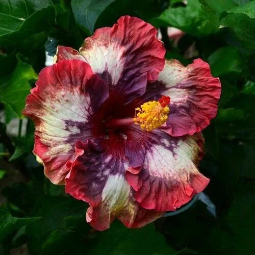 Hibiscus Seeds - 20 Cream Pink Perennial Hibiscus rosa-sinensis Seeds