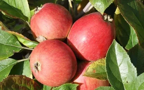Porter's Perfection Apple Seeds – 25+ Non-GMO Malus domestica for Home Garden Planting, Orchard, or Container Growing