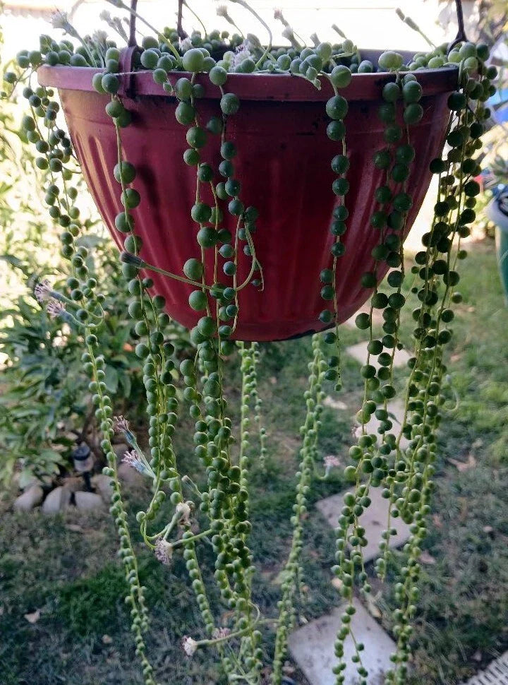 Cactus Cutting Succulent Propagation Variety for Plant Lovers | Drought-Tolerant Indoor Outdoor