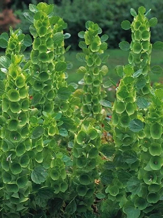 Bells of Ireland Seeds - 35 Pack - Moluccella laevis Green Flowering Annual for Garden Borders & Cut Flowers