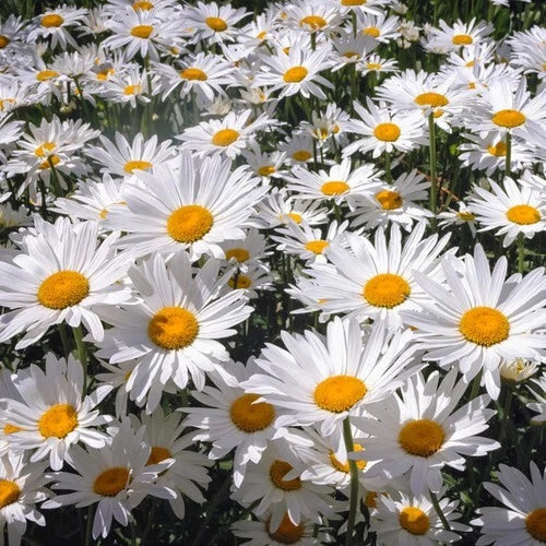 White Painted Daisy Seeds - 200+ Premium Leucanthemum × superbum Perennial Garden Seeds for Borders & Containers