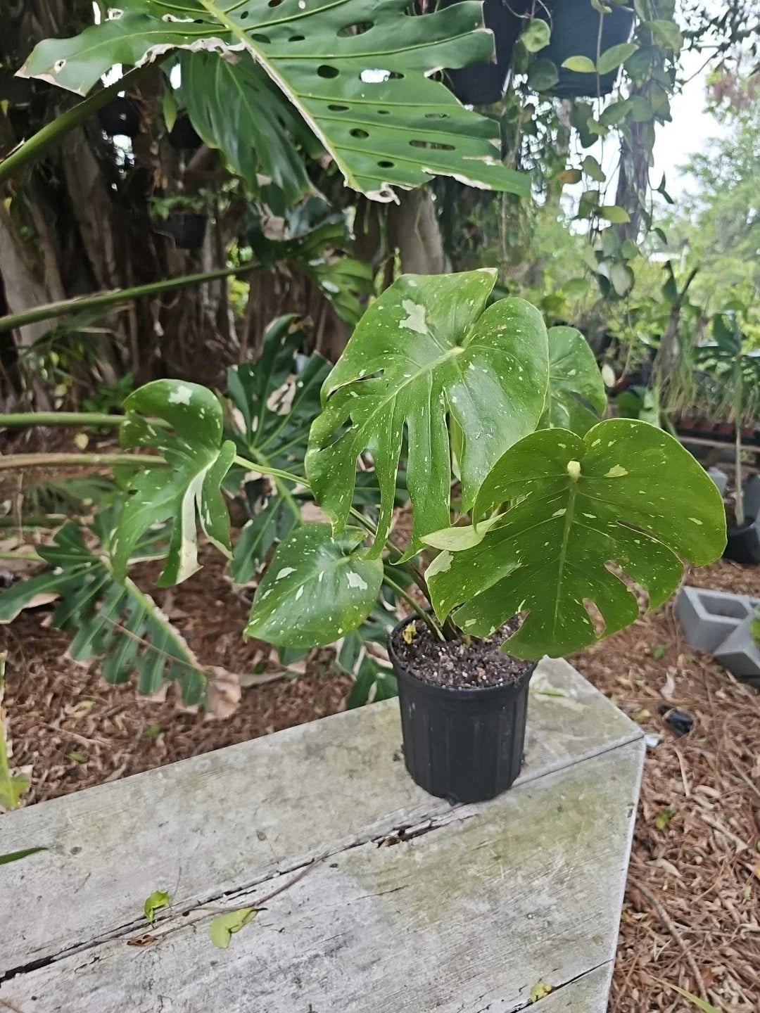 Large Monstera Thai Constellation Live Plant - Variegated Fenestrated Leaves, 6 Leaves