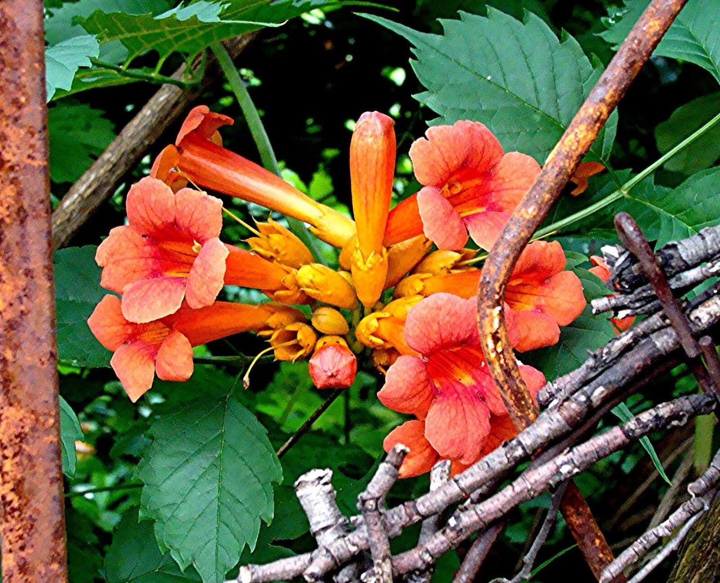 Orange Trumpet Vine Live Plant Set of 2 | Campsis radicans | Climbing Vine for Hummingbirds & Pollinators