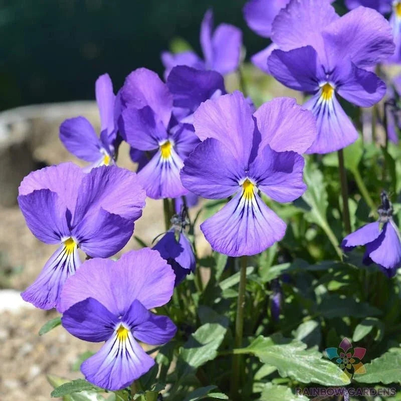 Corsican Violet Pansy Seeds - Viola - 200+ Pack for Garden, Containers & Borders - Easy to Grow, Vibrant Blooms, Attracts Pollinators