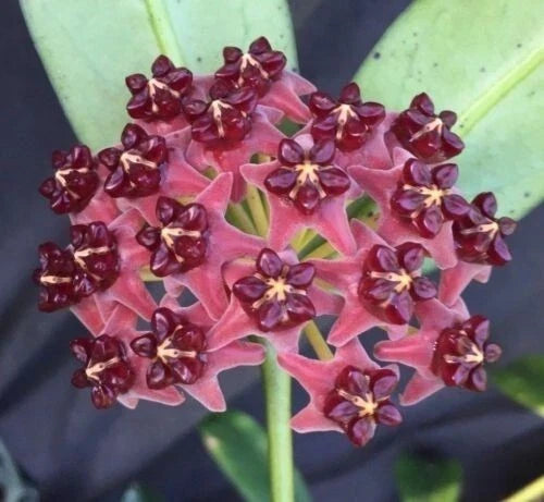 Hoya lobbii Rooted Plant in 2.5" Pot, Climbing Vine, Waxy Green Foliage, Indoor Houseplant