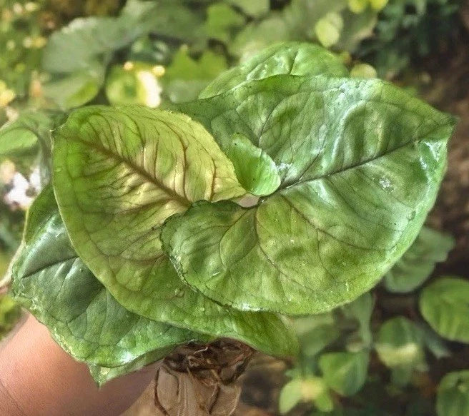 Syngonium 'Berry Allusion' Cutting – Live Indoor Plant, Fast Rooted, Houseplant, Climbing or Trailing, Syngonium podophyllum