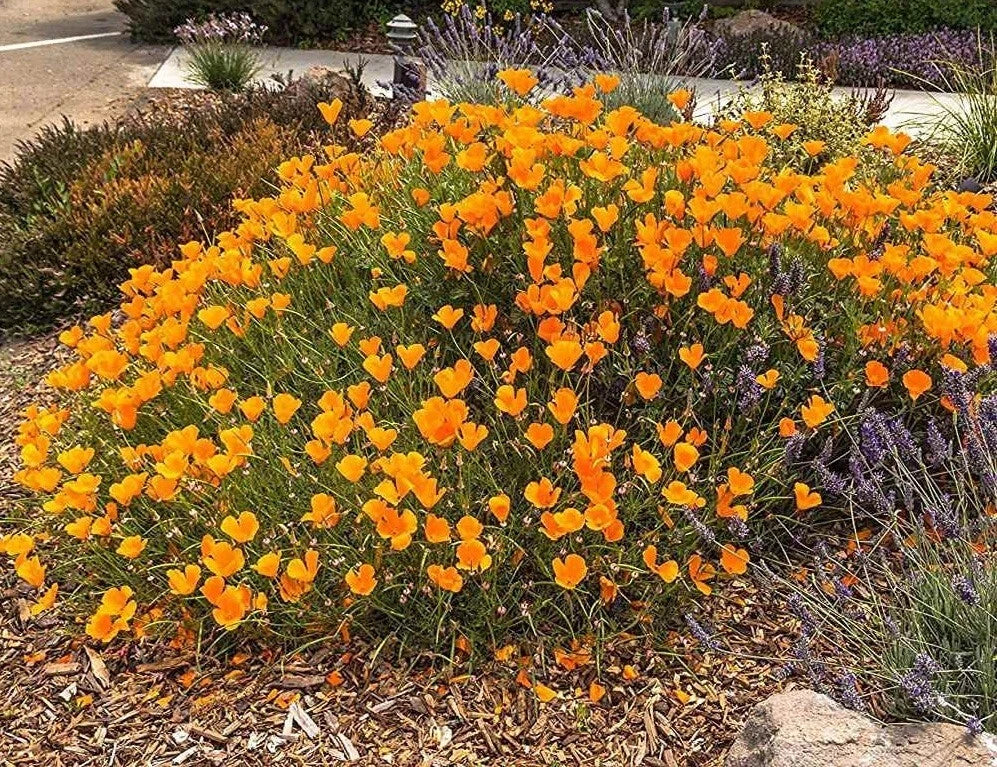 California Poppy Seeds – 5000 Pack, Drought Tolerant Native Wildflower, Eschscholzia californica, Vibrant Orange Blooms