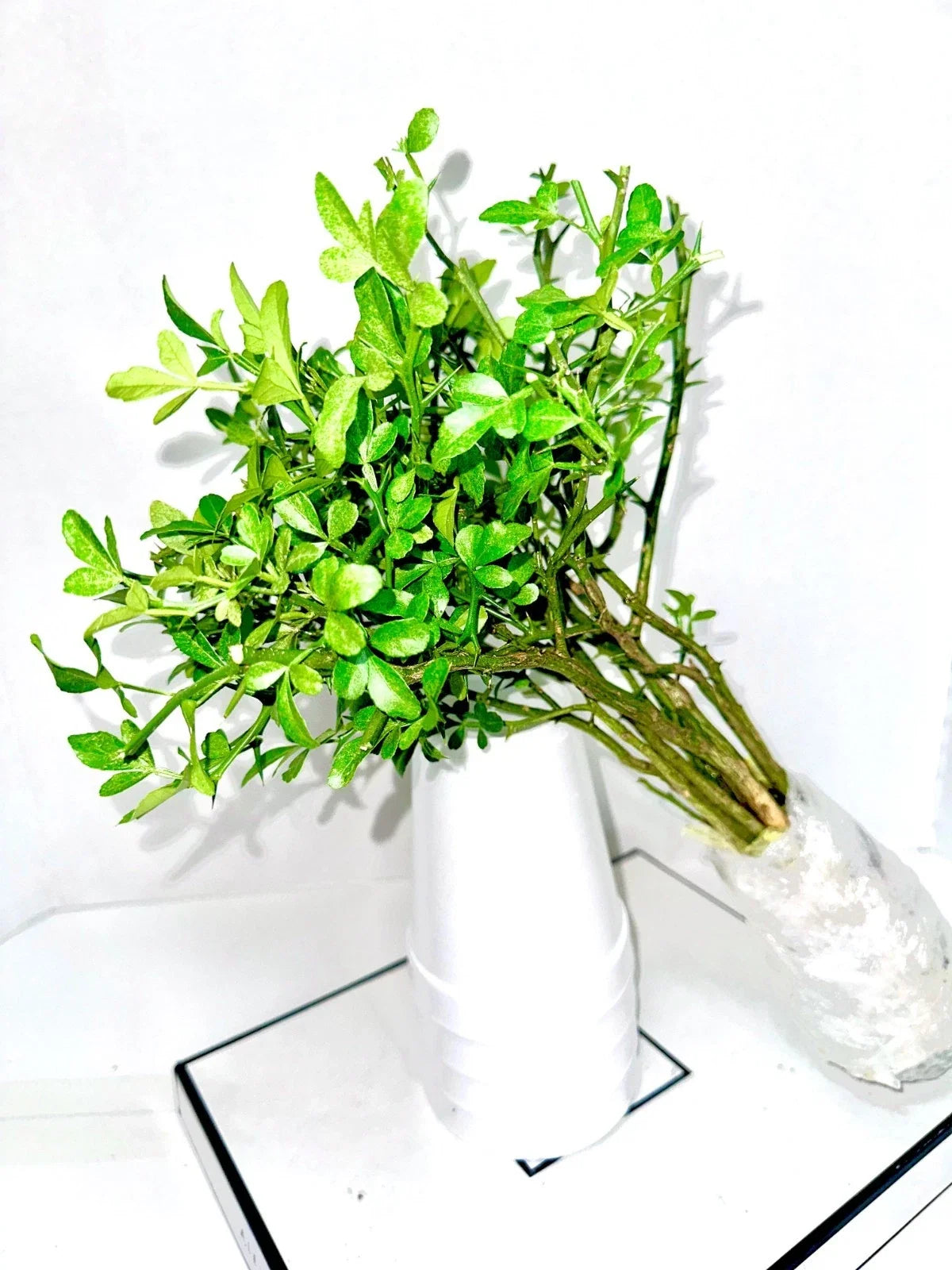 Cold Hardy Citrus Seedling 10-Pack Bare Root Plants Citrus spp. for Garden or Pot