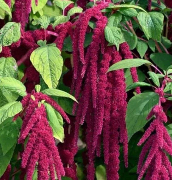 Love Lies Bleeding Seeds - Amaranthus caudatus - Annual Flower Pack of 2000+ Seeds for Garden, Borders & Cut Flowers