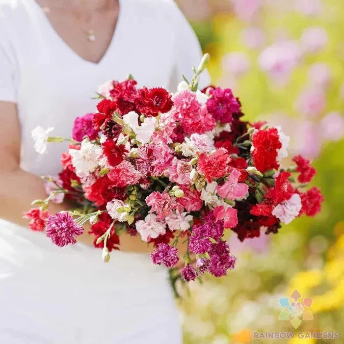 Carnation Seeds Mix - Enfant de Nice Colorful Garden Variety - Dianthus caryophyllus - 200+ Seeds for Borders & Containers
