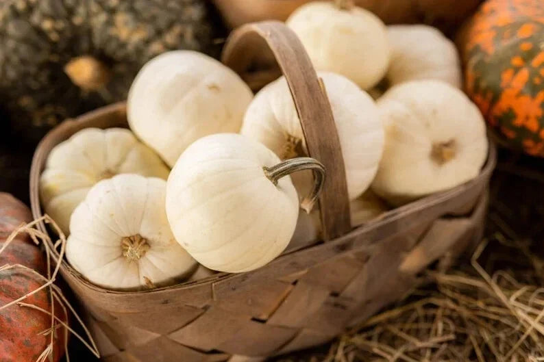 Organic Baby Boo Pumpkin Seeds - Heirloom Cucurbita pepo, 10 Count, White Mini Pumpkins for Fall Decorations & Cooking