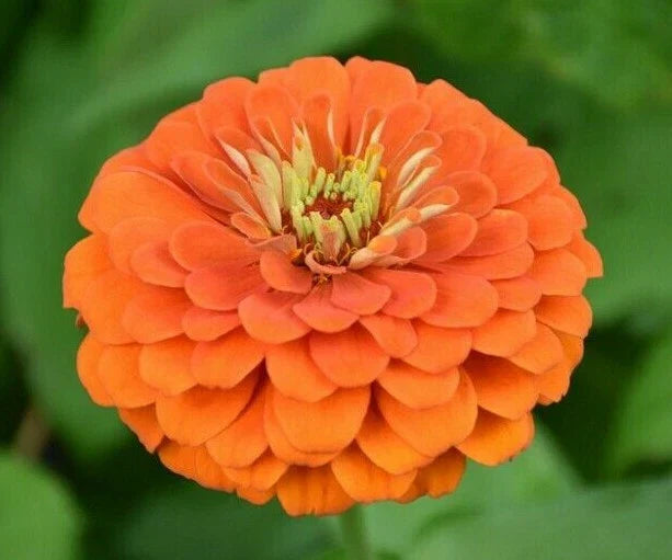 Orange King Zinnia Flower Seeds - 100+ Annual Seeds - Attract Birds & Bees