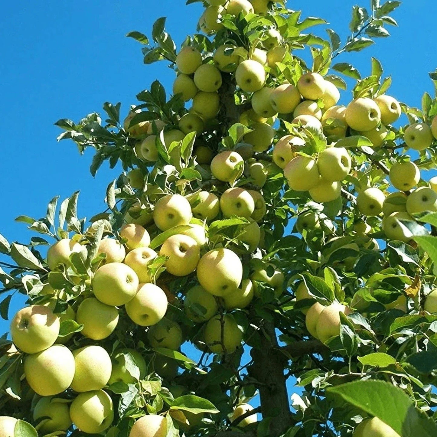 Dwarf Golden Delicious Apple Tree Bare Root 3 Ft Malus domestica Sweet Crisp Fruit White Blossoms