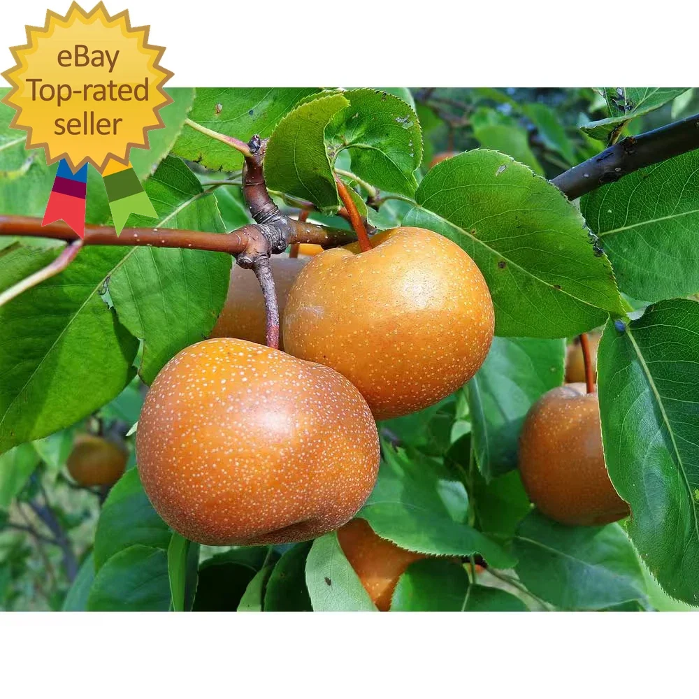 Dwarf Asian Pear Tree Bare Root Pyrus pyrifolia Fruit-Bearing Compact Garden Tree