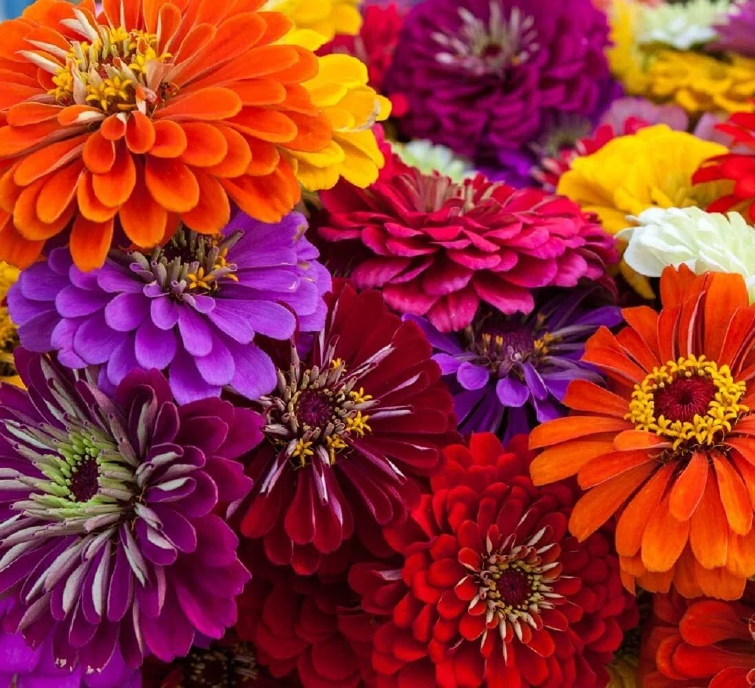 California Giant Zinnia Seeds - 50 Pack, Vibrant Colors, Zinnia elegans, Easy to Grow, Full Sun, Garden Flowers