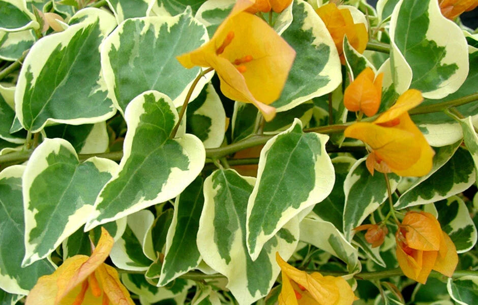 Delta Dawn Variegated Bougainvillea Starter Plant | Well Rooted Bougainvillea Spectabilis | Pink & White Bracts