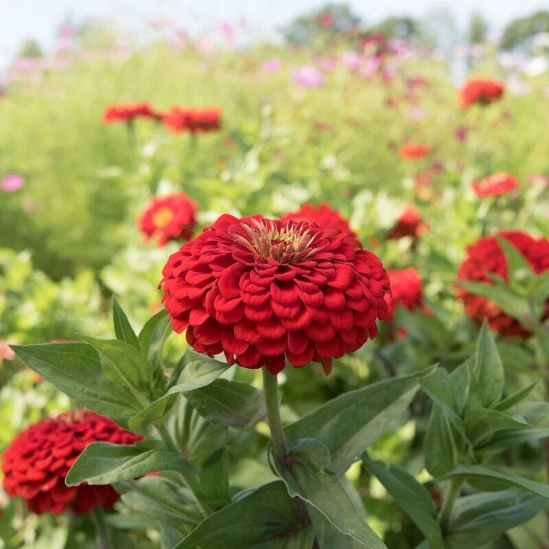 Benary Giant Scarlet Zinnia Seeds - 100+ Pack, Garden Flowers, Zinnia elegans, Vibrant Red Blooms, Butterfly & Pollinator Attractant