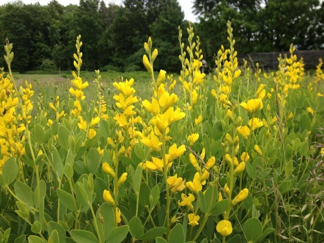 Yellow False Indigo Seeds 30 Count Baptisia sphaerocarpa Perennial Flower Seeds for Garden, Drought-Tolerant, Easy to Grow