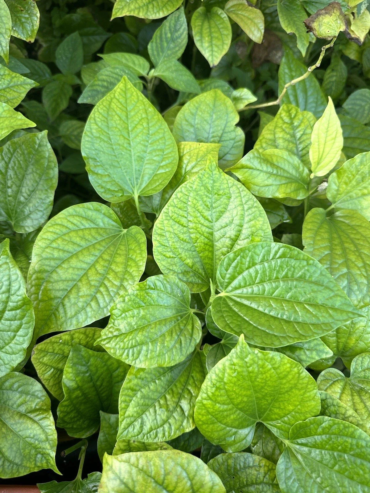 Natural Betel Leaves Stems 8-10" Lotol Texas Piper lolot Culinary Herb for Cooking & Medicinal Use