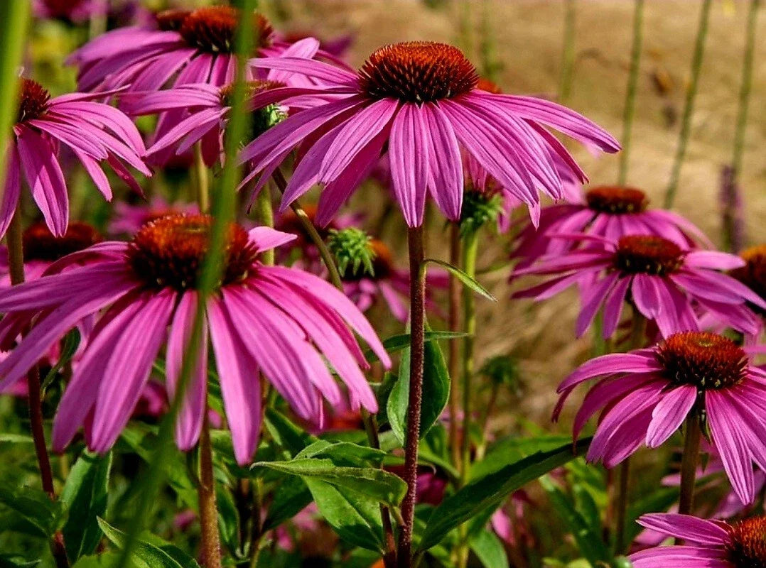 Organic Purple Coneflower Seeds - Echinacea Purpurea Heirloom, Non-GMO, 50 Seeds for Pollinator Gardens and Perennial Landscaping