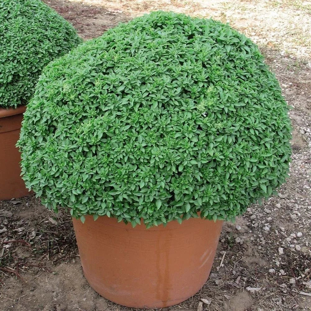 Dwarf Greek Basil Seeds - 100-5000 Pack for Container Gardening - Aromatic Ocimum basilicum Herb Seeds