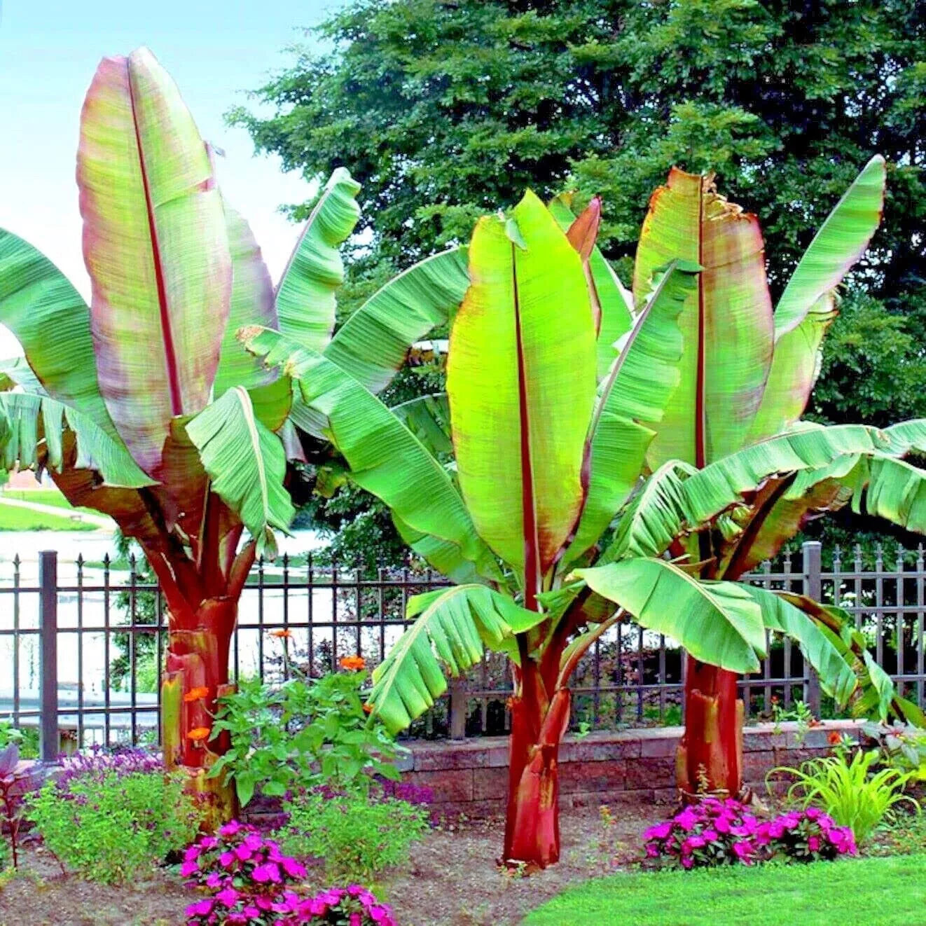 Abyssinian Banana Tree Seeds - Ensete ventricosum - Tropical Ornamental Plant, Rare Exotic Fruit Seeds (5 Seeds)
