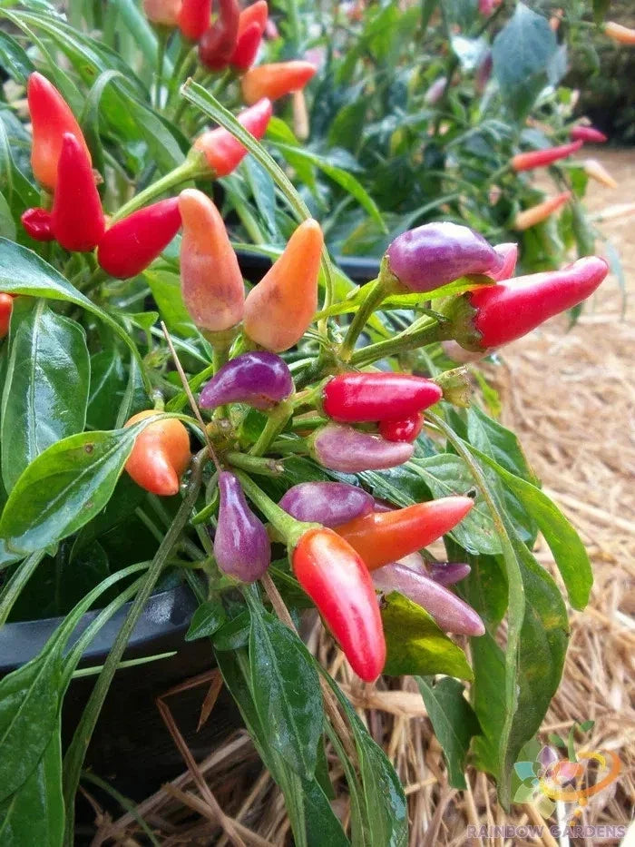 Candlelight Sweet Pepper Seeds - Non-GMO Capsicum annuum, 25+ Pack for Garden & Container Planting