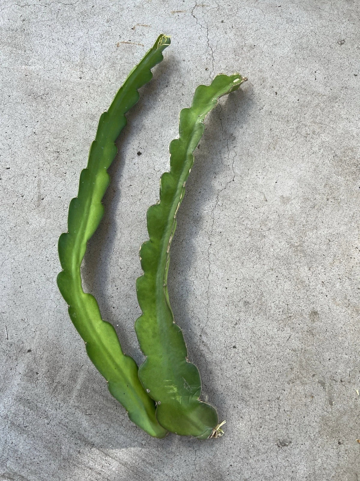 Dragon Fruit Cuttings 18" White Variety Hylocereus undatus Self-Pollinating Exotic Fruit Plant Starter