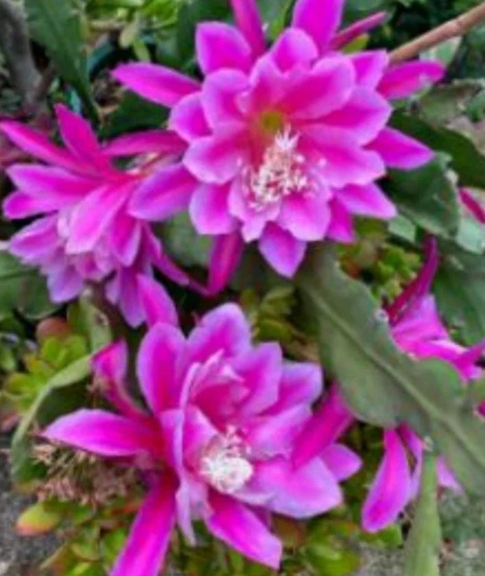 Epiphyllum Orchid Cactus Rooted Cutting - Hocus Pocus Variety - Unique Houseplant - Epiphyllum spp.