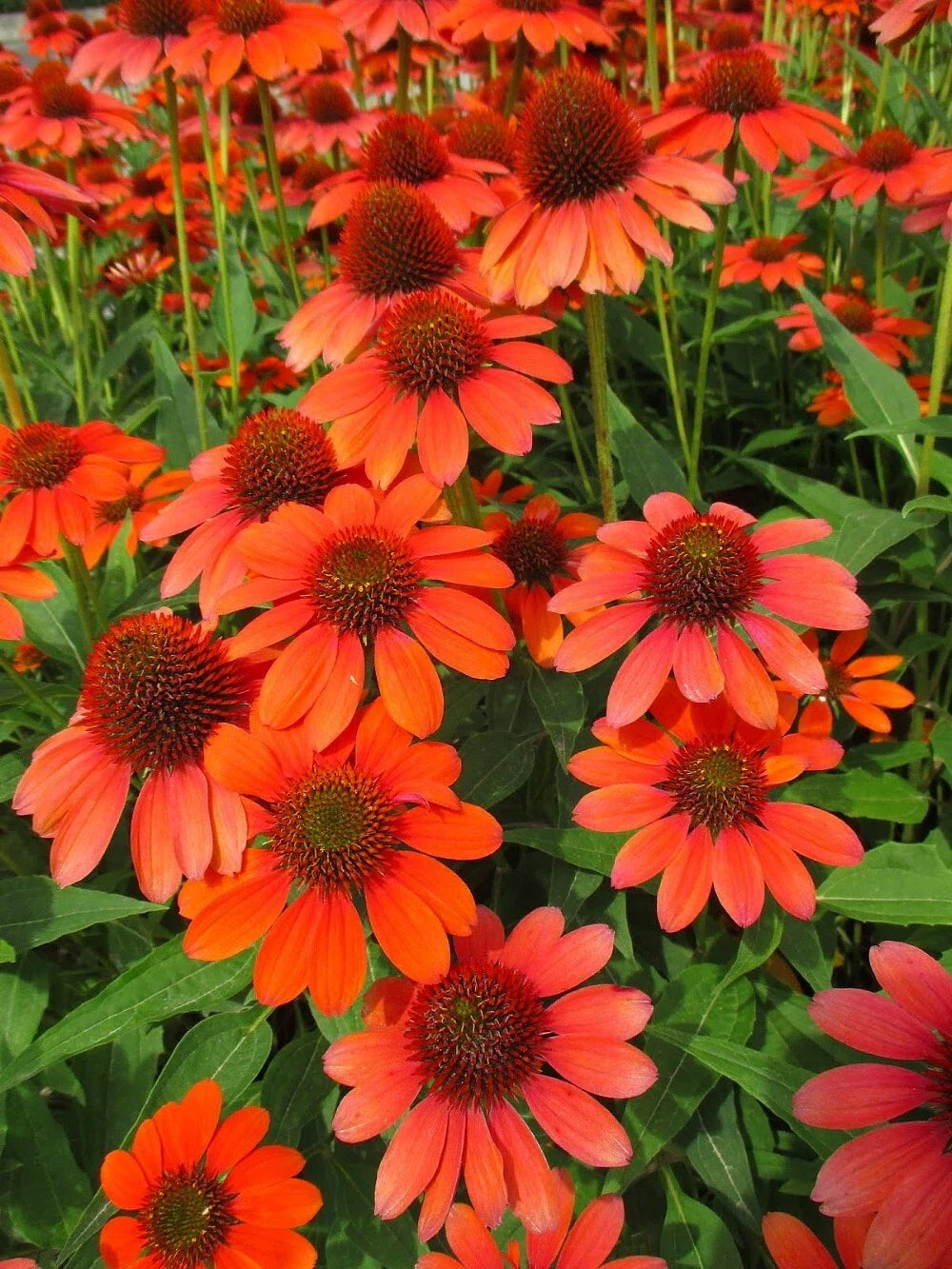 Adobe Orange Coneflower Seeds - Echinacea purpurea - 200+ Pack, Vibrant Orange Blooms, Perennial, Easy to Grow, USA Grown
