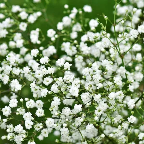 Baby's Breath Seeds - Organic Gypsophila paniculata for Gardens & Bouquets - 200 Seeds - USA Grown
