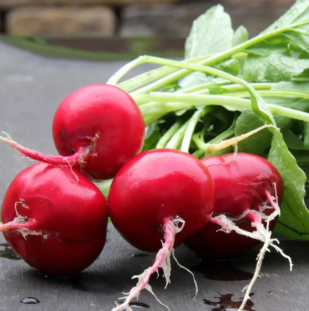 German Giant Radish Seeds - 100+ Heirloom Organic Non-GMO Seeds for Garden