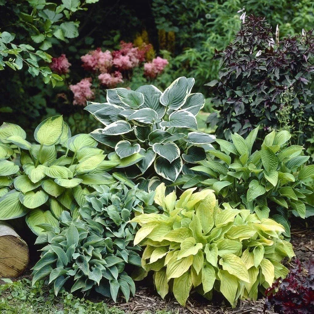 Mixed Color Hosta Plant Roots - 10 Count Growers Blend - Perennial Shade Plants