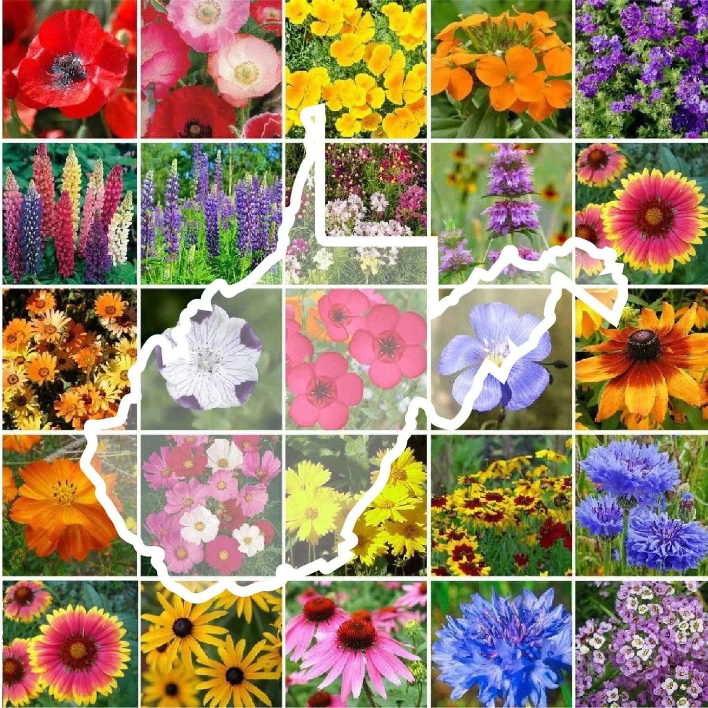 Wildflower Seed Mix - 1000 Non-GMO Seeds - West Virginia State Mix - 25 Varieties