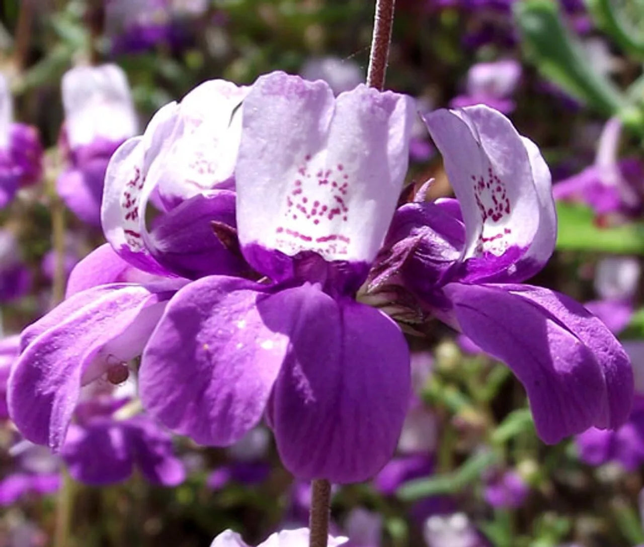 Collinsia Chinese Houses Seeds - 1000+ Purple White Annual Wildflower - Collinsia heterophylla