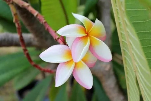Plumeria Seeds 5 Pack - White Pink Yellow Flowers - Perennial Tropical Plant Seeds (Plumeria spp.)