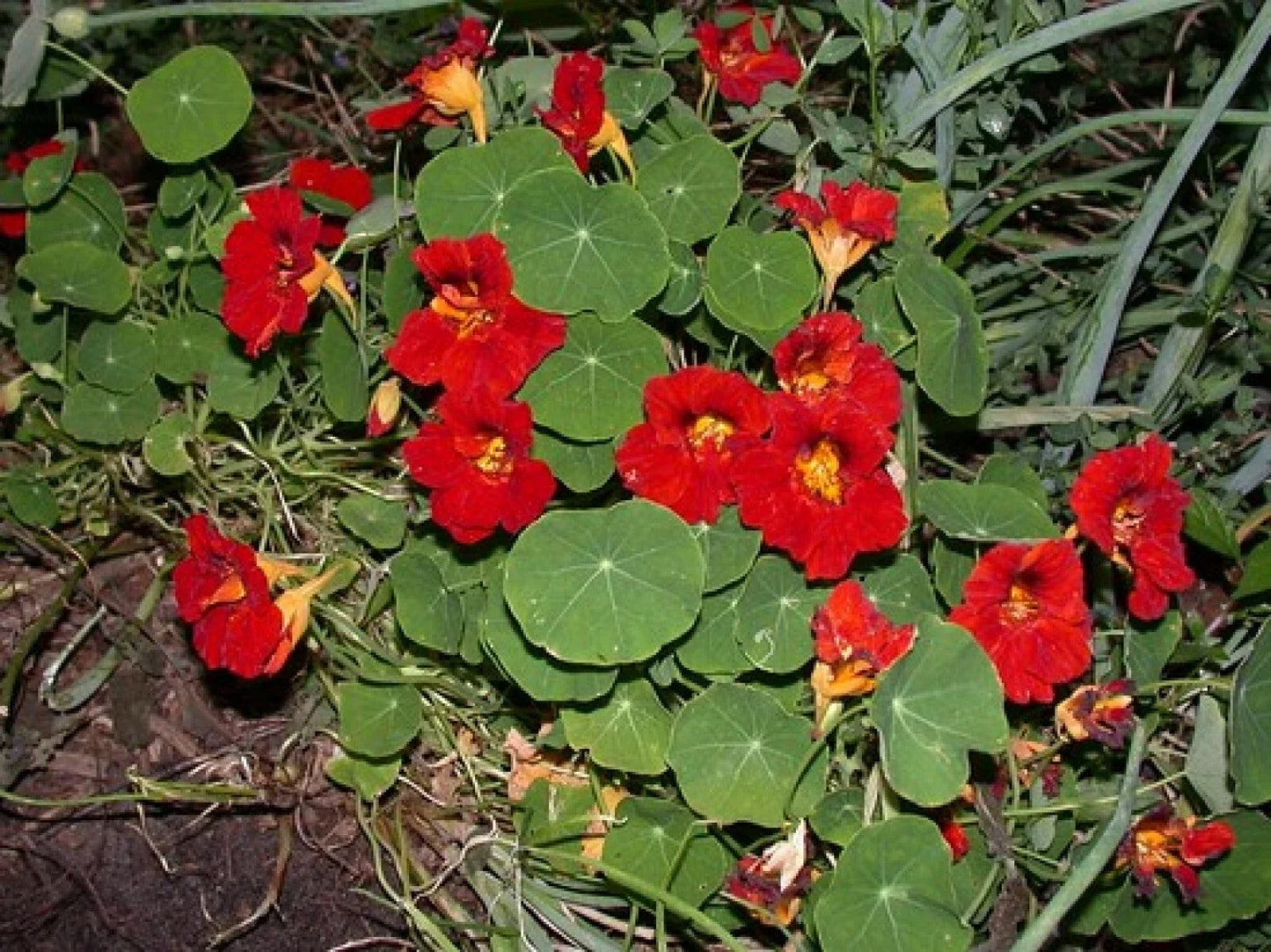 Empress of India Black Velvet Seeds – Tropaeolum nanum – Heirloom Annual Flower – Dark Foliage & Bright Flowers – 5 Pack