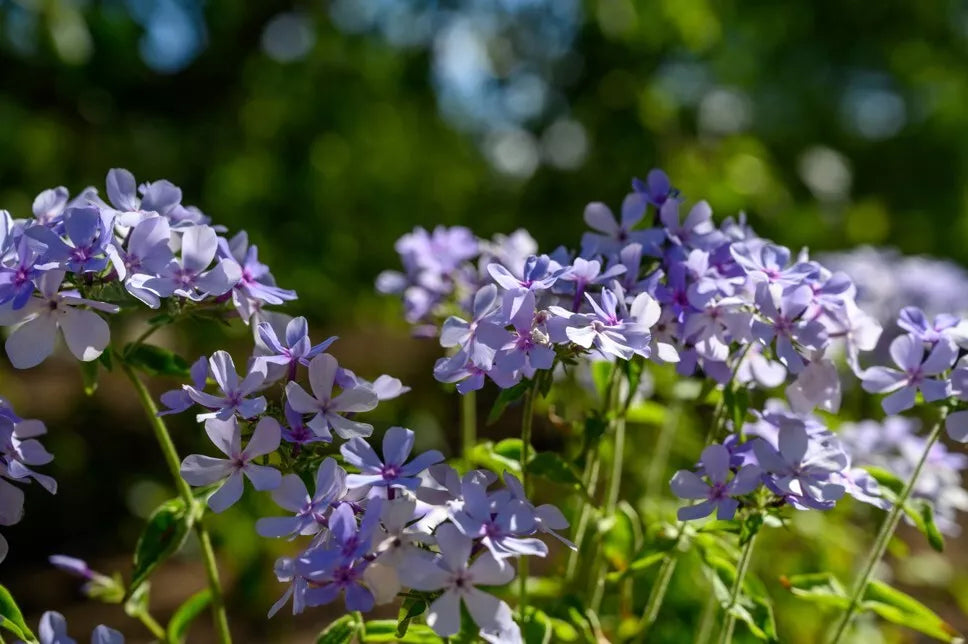Chattahoochee Phlox Seeds 100 Pack - Phlox paniculata for Garden Planting - Attracts Pollinators - USA Grown