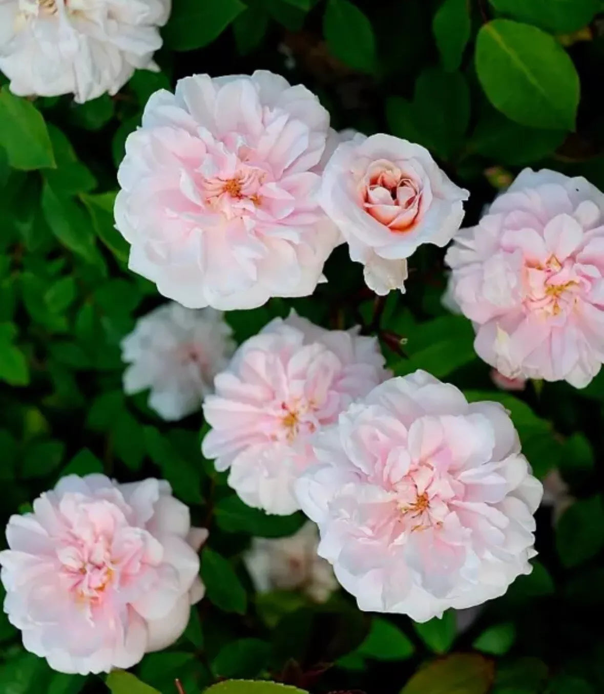 Cecile Brunner Rose Cuttings - 10 Premium Unrooted Fragrant Plants - Rosa 'Cecile Brunner'